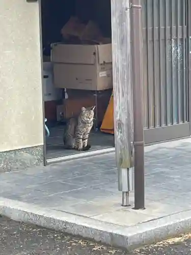 蜂田神社の動物