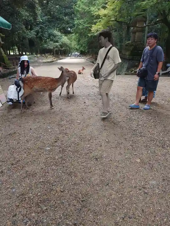 春日大社(奈良県)