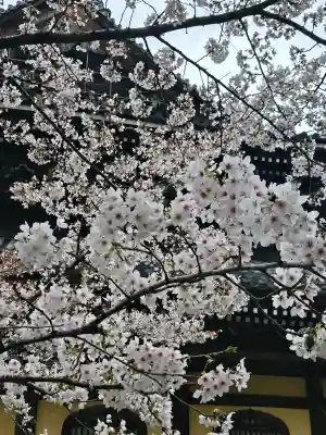 南禅寺の{uncategorized: "未分類", other: "その他", undefined: "問題あり", building: "その他建物", grave: "お墓", sacred_gate: "鳥居", guardian: "狛犬", statue: "像", buddha: "仏像", history: "歴史", nature: "自然", garden: "庭園", animal: "動物", pagoda: "塔", temizu: "手水舎", mountain_gate: "山門・神門", sanctuary: "本殿・本堂", subordinate: "末社・摂社", art: "芸術", scenery: "景色", jizo: "地蔵", ema: "絵馬", goshuin: "御朱印", omikuji: "おみくじ", items: "授与品その他", amulet: "お守り", goshuincho: "御朱印帳", eats: "食事", festival: "お祭り", votive_dance: "神楽", shichigosan: "七五三参", wedding: "結婚式", experience: "体験その他", initially: "初詣", around: "周辺", anti_infection: "感染症対策"}