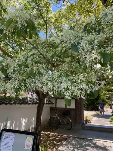 井際山 如意輪寺(愛知県)
