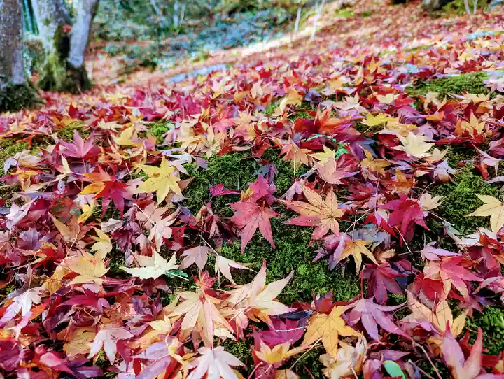 常寂光寺(京都府)