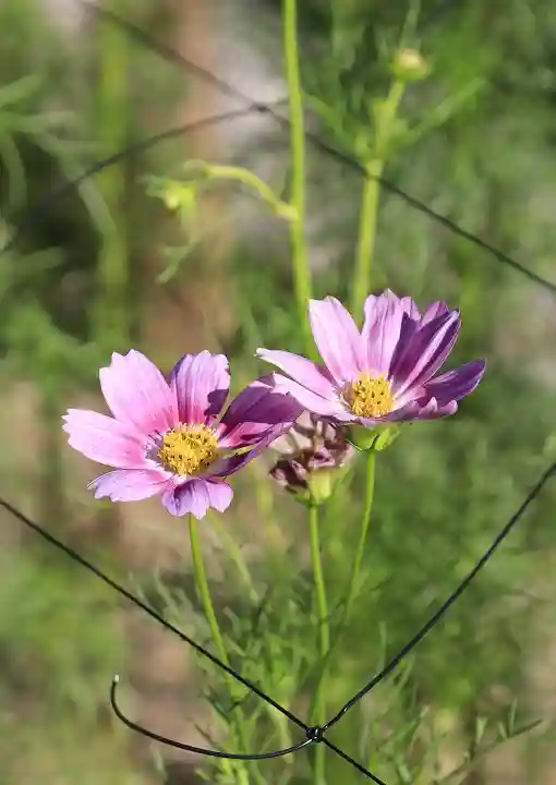 安倍文殊院 (奈良県)
