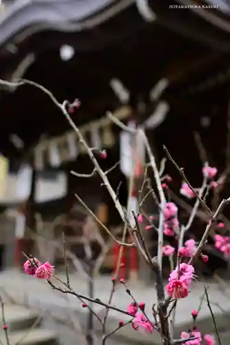 磐井神社の自然