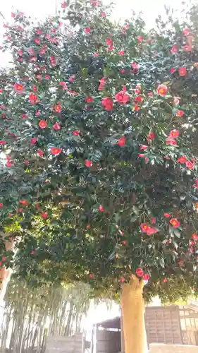 酒門神社の自然