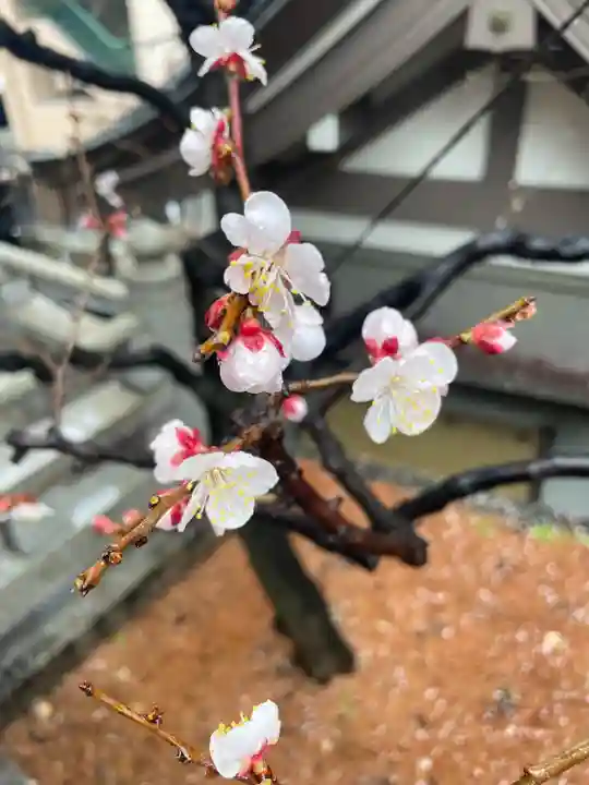 湯島天満宮(東京都)