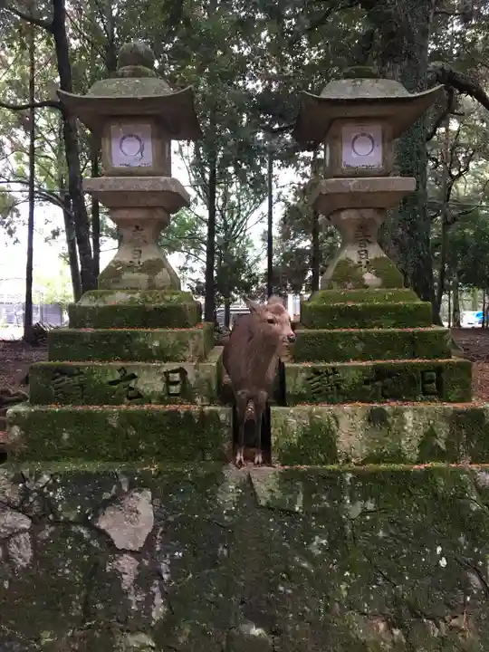 春日大社の動物