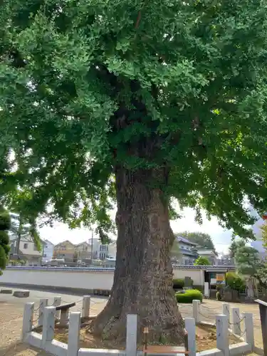 金乗院(東京都)