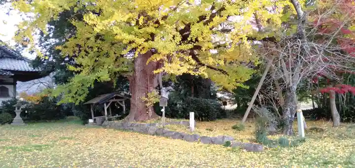 國分寺(国分寺)(京都府)