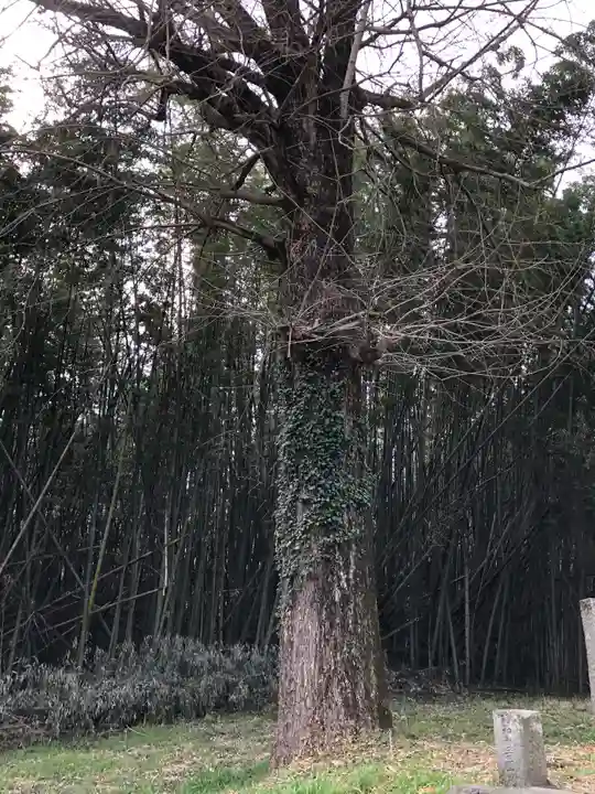 伊射奈美神社の自然