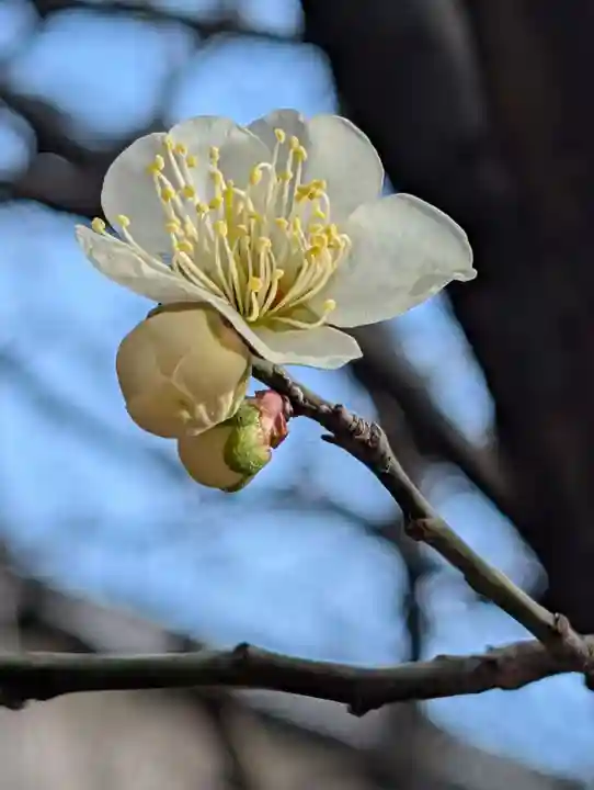 白幡八幡神社(神奈川県)