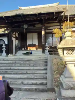 楽法寺（雨引観音）の{uncategorized: "未分類", other: "その他", undefined: "問題あり", building: "その他建物", grave: "お墓", sacred_gate: "鳥居", guardian: "狛犬", statue: "像", buddha: "仏像", history: "歴史", nature: "自然", garden: "庭園", animal: "動物", pagoda: "塔", temizu: "手水舎", mountain_gate: "山門・神門", sanctuary: "本殿・本堂", subordinate: "末社・摂社", art: "芸術", scenery: "景色", jizo: "地蔵", ema: "絵馬", goshuin: "御朱印", omikuji: "おみくじ", items: "授与品その他", amulet: "お守り", goshuincho: "御朱印帳", eats: "食事", festival: "お祭り", votive_dance: "神楽", shichigosan: "七五三参", wedding: "結婚式", experience: "体験その他", initially: "初詣", around: "周辺", anti_infection: "感染症対策"}