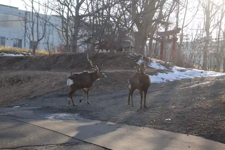 釧路一之宮 厳島神社(北海道)