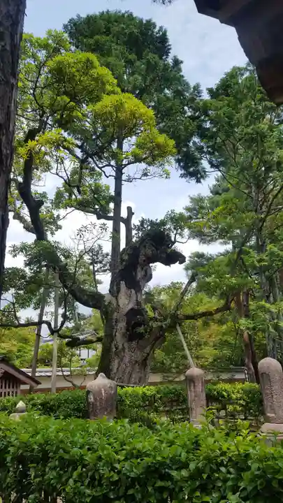 知恩院(京都府)