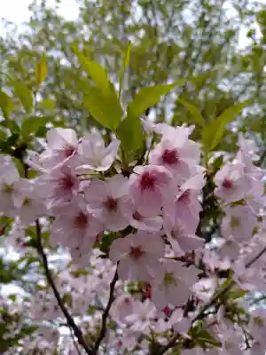滝野川八幡神社の{uncategorized: "未分類", other: "その他", undefined: "問題あり", building: "その他建物", grave: "お墓", sacred_gate: "鳥居", guardian: "狛犬", statue: "像", buddha: "仏像", history: "歴史", nature: "自然", garden: "庭園", animal: "動物", pagoda: "塔", temizu: "手水舎", mountain_gate: "山門・神門", sanctuary: "本殿・本堂", subordinate: "末社・摂社", art: "芸術", scenery: "景色", jizo: "地蔵", ema: "絵馬", goshuin: "御朱印", omikuji: "おみくじ", items: "授与品その他", amulet: "お守り", goshuincho: "御朱印帳", eats: "食事", festival: "お祭り", votive_dance: "神楽", shichigosan: "七五三参", wedding: "結婚式", experience: "体験その他", initially: "初詣", around: "周辺", anti_infection: "感染症対策"}