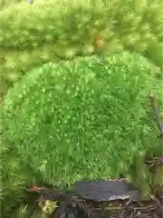 平泉寺白山神社の自然