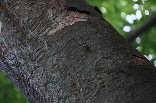 愛宕神社の自然