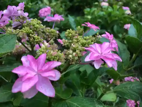 三室戸寺の自然