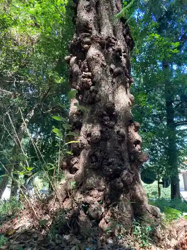 香取神社(茨城県)