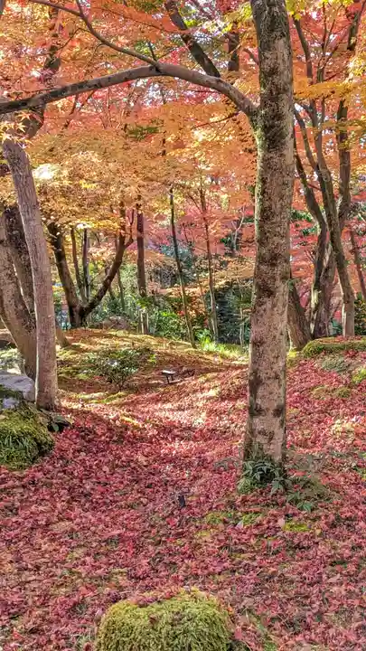 禅林寺(永観堂)(京都府)