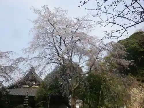 安國論寺（安国論寺）の自然