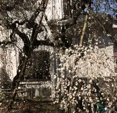 梅園神社の自然