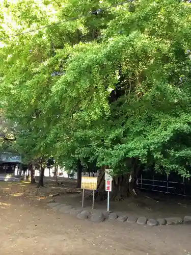 峯ヶ岡八幡神社の自然