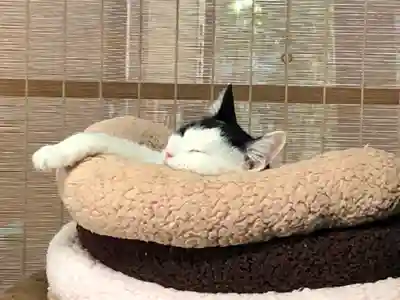 愛宕神社の動物