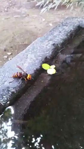 行田八幡神社の動物