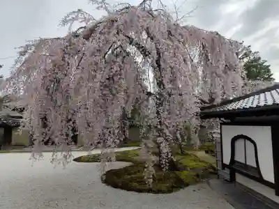 高台寺（高台寿聖禅寺・高臺寺）(京都府)