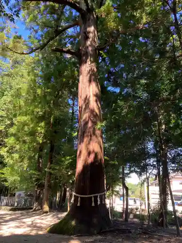 猿投神社の自然
