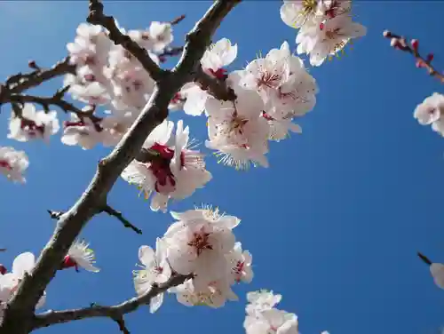 眞田神社の自然