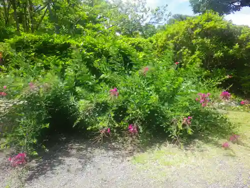 浄光明寺の自然