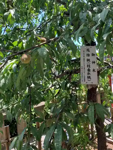 川越八幡宮(埼玉県)