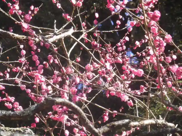荏柄天神社の自然