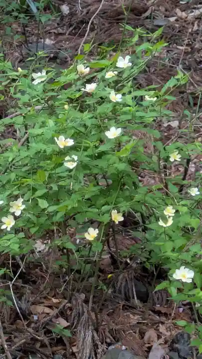 椎尾神社(大阪府)