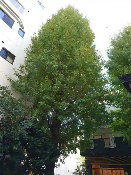 銀杏岡八幡神社の自然