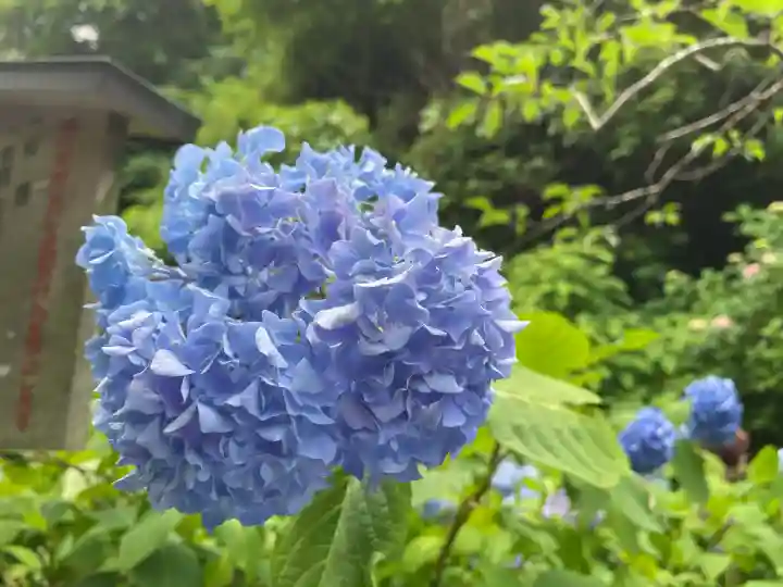 明月院(神奈川県)