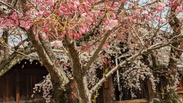 妙覺寺(妙覚寺)(京都府)