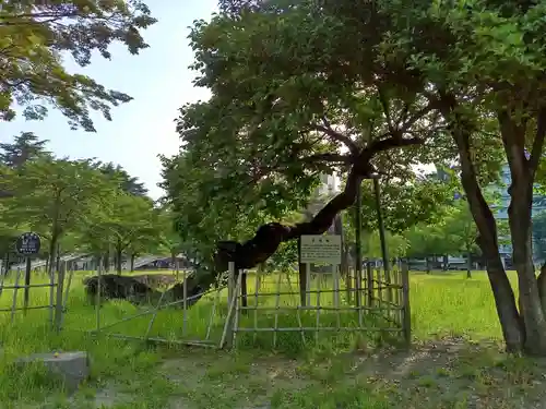 櫻岡大神宮の自然