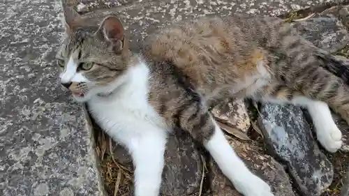 寳塔寺（宝塔寺）(京都府)