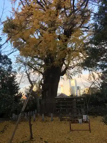 芝東照宮の自然