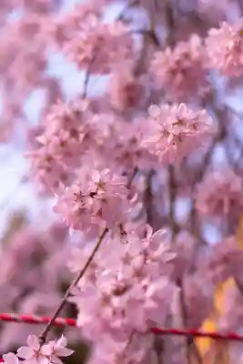 平野神社(京都府)