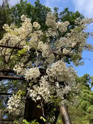 丹生都比売神社の自然