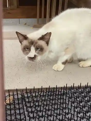 椿神明社の動物