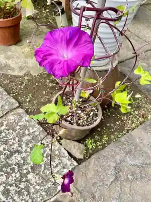 谷中 妙福寺(東京都)