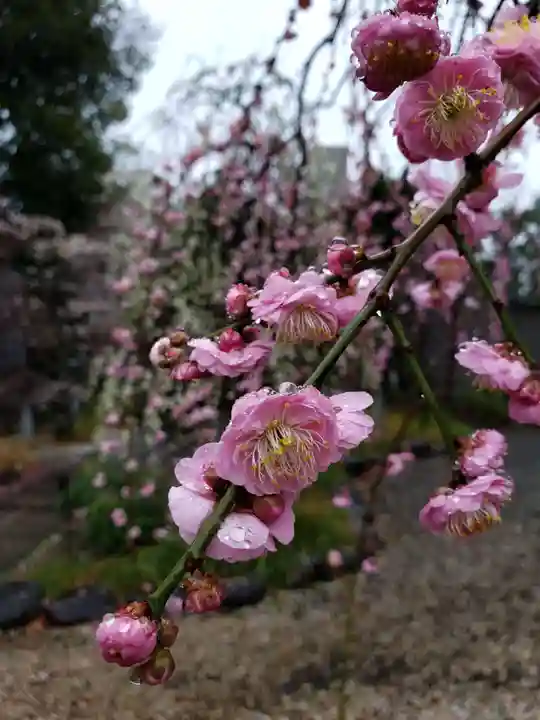布多天神社(東京都)