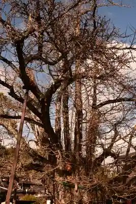 誕生寺(岡山県)