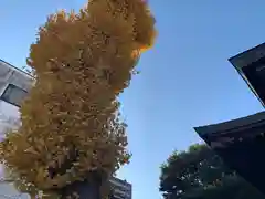 富士浅間神社の自然