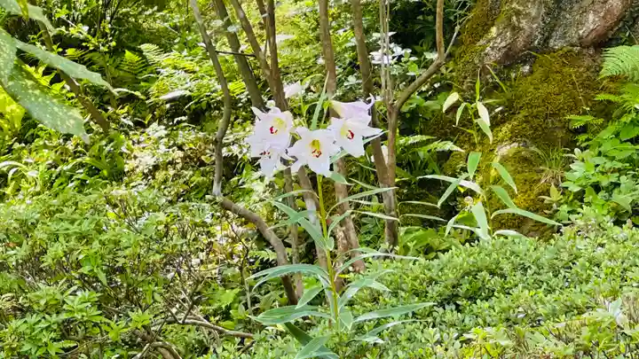 如意寺の自然