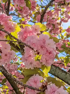 六孫王神社(京都府)